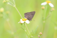 Parrhasius polibetes