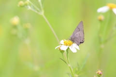 Parrhasius polibetes