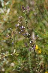 Comesperma volubile