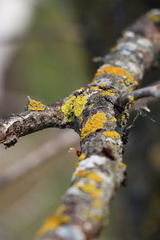 Xanthomendoza hasseana