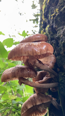 Armillaria novae-zelandiae