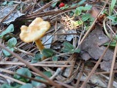 Craterellus ignicolor
