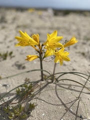 Zephyranthes bagnoldii