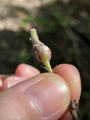 Neolasioptera vitinea