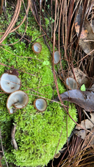 Humaria hemisphaerica