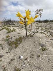 Zephyranthes bagnoldii