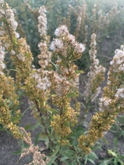 Solidago simplex