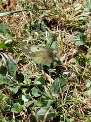 Papilionoidea