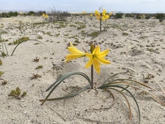 Zephyranthes bagnoldii
