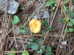 Craterellus ignicolor