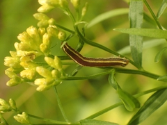Trichordestra legitima