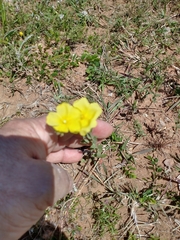 Crocanthemum brasiliense