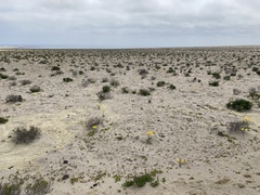 Zephyranthes bagnoldii