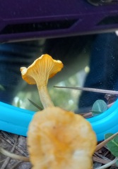 Craterellus ignicolor