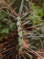 Opuntia phaeacantha