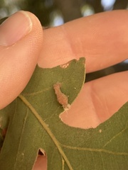 Atrusca clavuloides