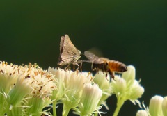 Polites themistocles