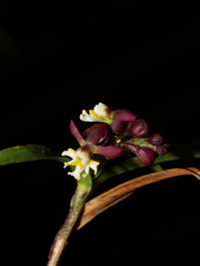 Epidendrum pentadactylum