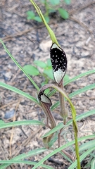 Aristolochia erecta