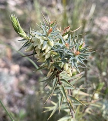 Melichrus urceolatus