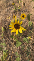 Helianthus annuus