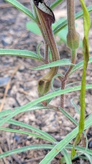 Aristolochia erecta