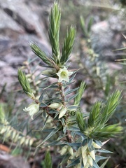 Melichrus urceolatus