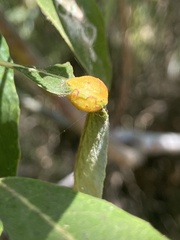 Euura californica