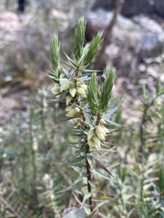 Melichrus urceolatus