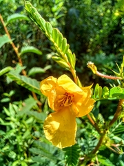 Chamaecrista nictitans