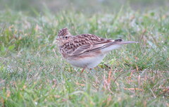 Alauda arvensis arvensis