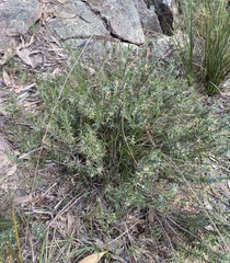 Melichrus urceolatus