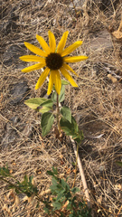 Helianthus annuus