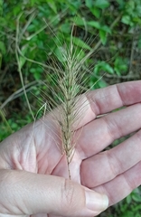 Elymus glabriflorus