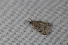 Eudonia heterosalis