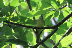 Myiopagis viridicata