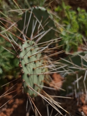 Opuntia phaeacantha