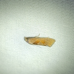 Pelochrista similiana