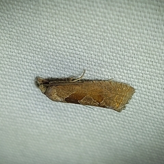 Pelochrista similiana