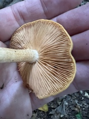 Entoloma