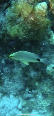 Hypoplectrus unicolor
