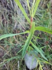 Salix exigua