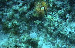 Hypoplectrus unicolor