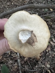 Entoloma