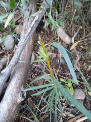 Salix exigua