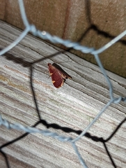 Hypsopygia
