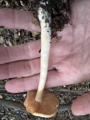 Entoloma