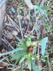 Salix exigua