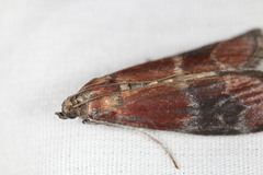 Euzophera ostricolorella