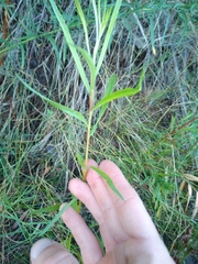 Salix exigua